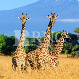 Tanzania AA Karatu Specialty &#039;Ngorongoro&#039;  탄자니아 카라투 스페셜티 응고롱고로