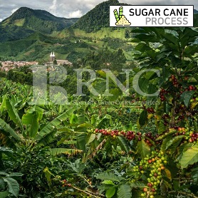 Decaffeinated ColombiaSugar cane Process 디카페인 슈가케인 콜롬비아  커피